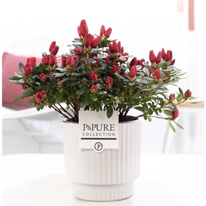 1st class Azalea red in P&PURE Ivy ceramics shiny white