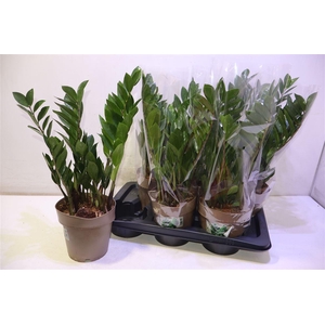 arr8 Zamioculcas Zamiifol