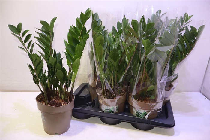 <h4>arr8 Zamioculcas Zamiifol</h4>