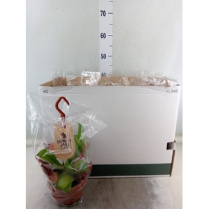Nepenthes alata
