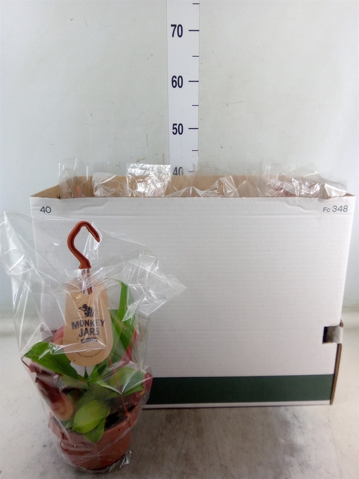 <h4>Nepenthes alata</h4>