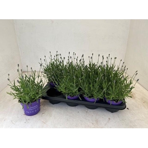 LAVAN AN ESSENCE PUR