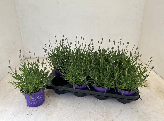 <h4>LAVAN AN ESSENCE PUR</h4>