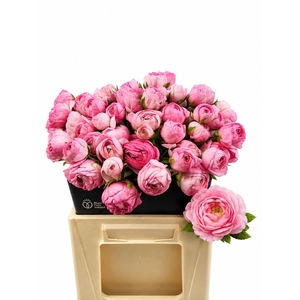 RAN AAZUR LI PINK