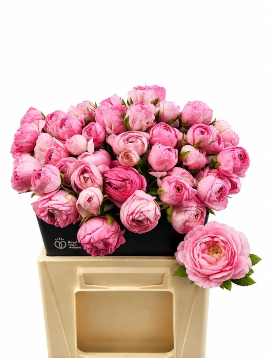 <h4>RAN AAZUR LI PINK</h4>