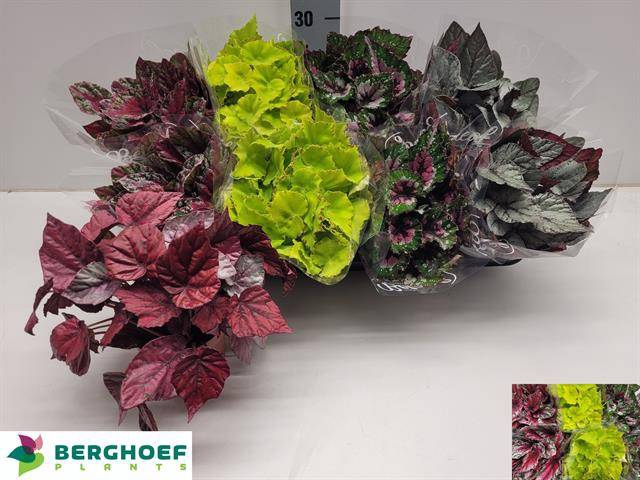 <h4>BEG BEL GEM</h4>