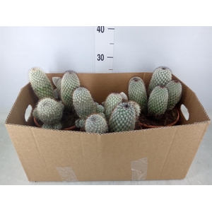 Mammillaria spinosissima