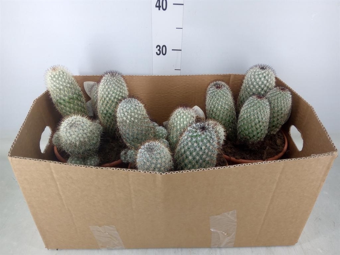 <h4>Mammillaria spinosissima</h4>