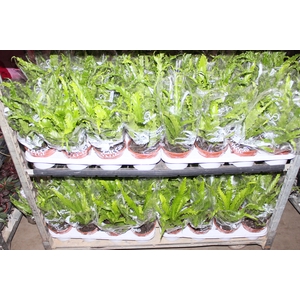 ASPLENIUM OSAKA CRESPO P14