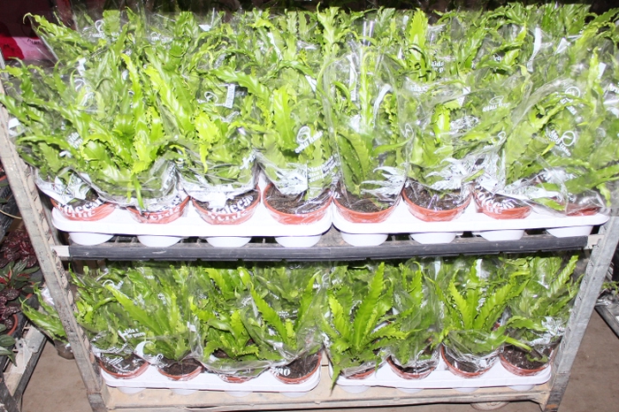 ASPLENIUM OSAKA CRESPO P14