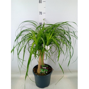 Beaucarnea recurvata