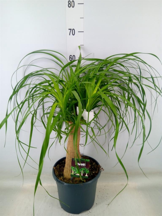 <h4>Beaucarnea recurvata</h4>