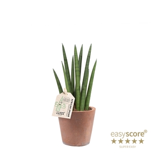 SANSEVIERIA CYLINDRICA P10