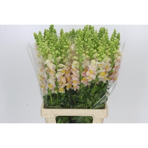 Antirrhinum Potomac Appleblossom