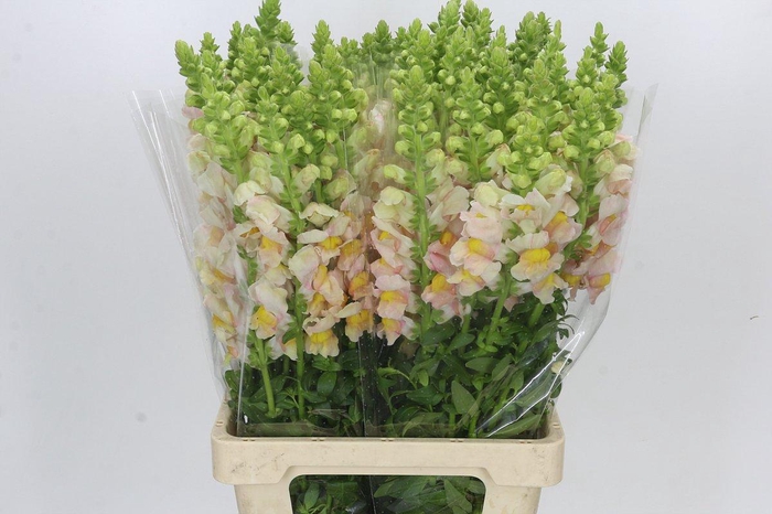 <h4>Antirrhinum Potomac Appleblossom</h4>