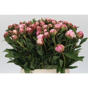 Paeonia Sarah Bernhardt