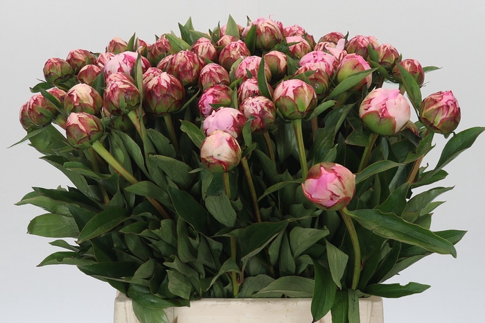<h4>Paeonia Sarah Bernhardt</h4>