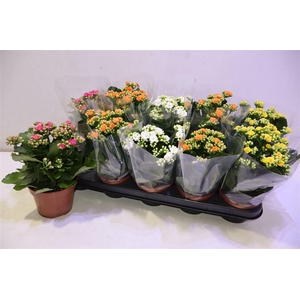 arr8 Kal Ge Ro Gem 4 Kl