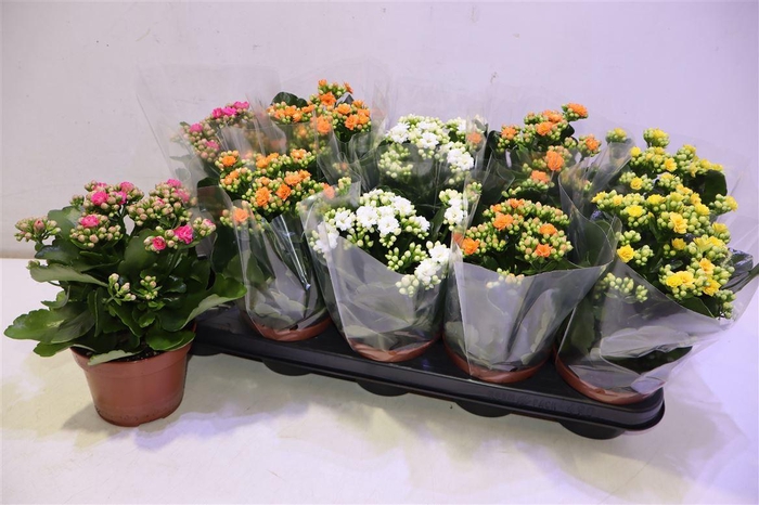 <h4>arr8 Kal Ge Ro Gem 4 Kl</h4>