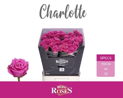 <h4>R GR TAN CHARLOTTE</h4>