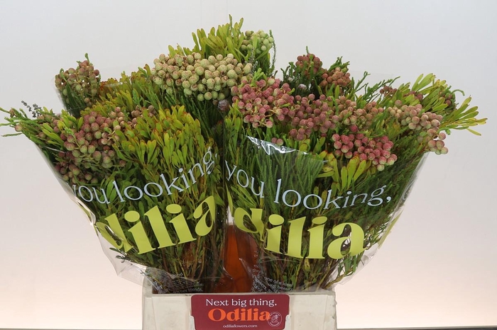 <h4>BQ Cape Greenmix</h4>