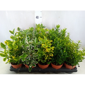 Euonymus japon.   ...mix