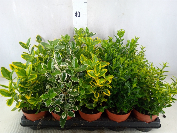 <h4>Euonymus japon.   ...mix</h4>