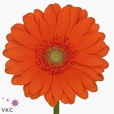 <h4>Ge Mi Garfield Diamond</h4>