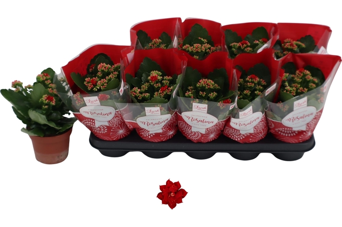 <h4>KAL GE DON JUSTINO</h4>