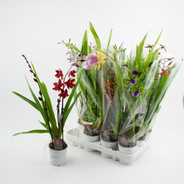 <h4>ORCHIDEEEN GEM</h4>