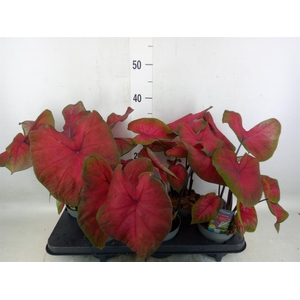 Caladium   ...