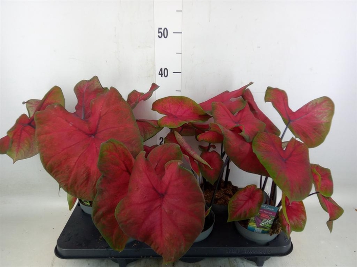 <h4>Caladium   ...</h4>