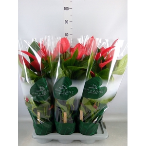 Anthurium andr. 'Melodia Ibis'