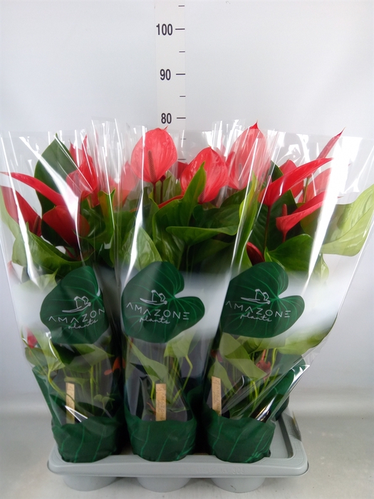 <h4>Anthurium andr. 'Melodia Ibis'</h4>
