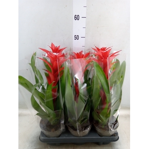 Guzmania   ...