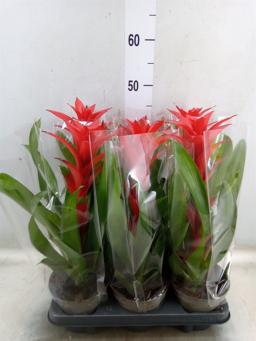 <h4>Guzmania   ...</h4>