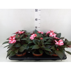Impatiens NG 'ColPow Coral Flame'