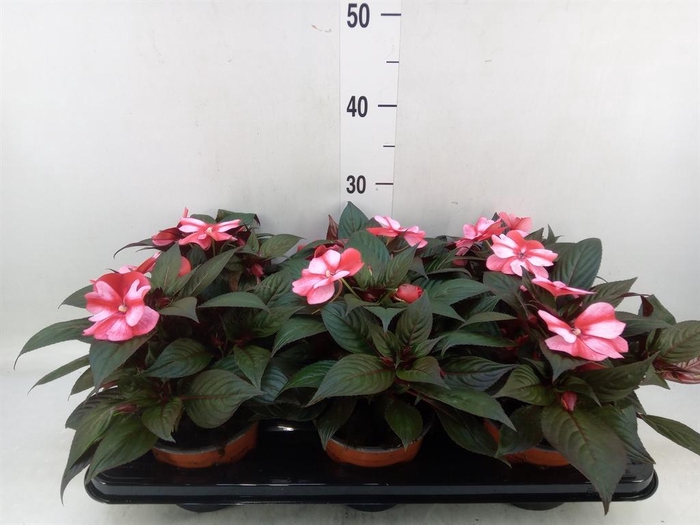<h4>Impatiens NG 'ColPow Coral Flame'</h4>
