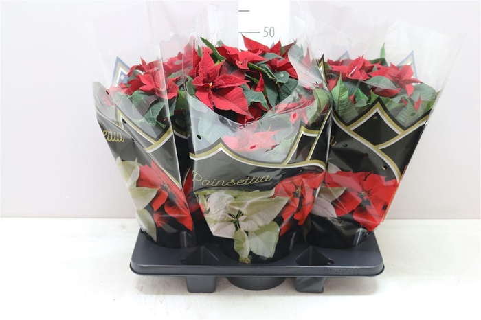 <h4>Euphorbia P Bush Chr Feelings Red 12+</h4>