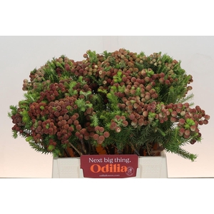 Kaaps Groen Palaecea