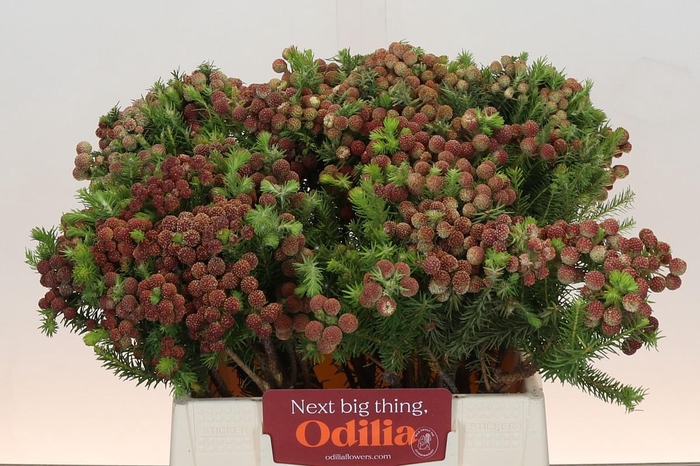 <h4>Kaaps Groen Palaecea</h4>