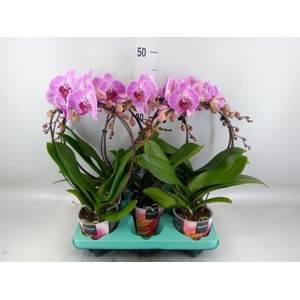 Phalaenopsis   ...