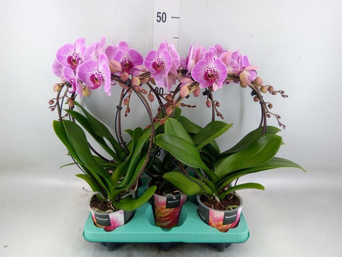 <h4>Phalaenopsis   ...</h4>
