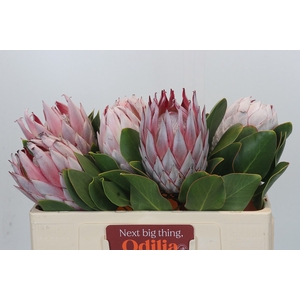 Protea Cynaroides