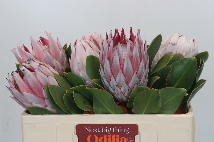 <h4>Protea Cynaroides</h4>