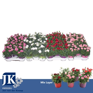 Dianthus P12 mix per laag TST