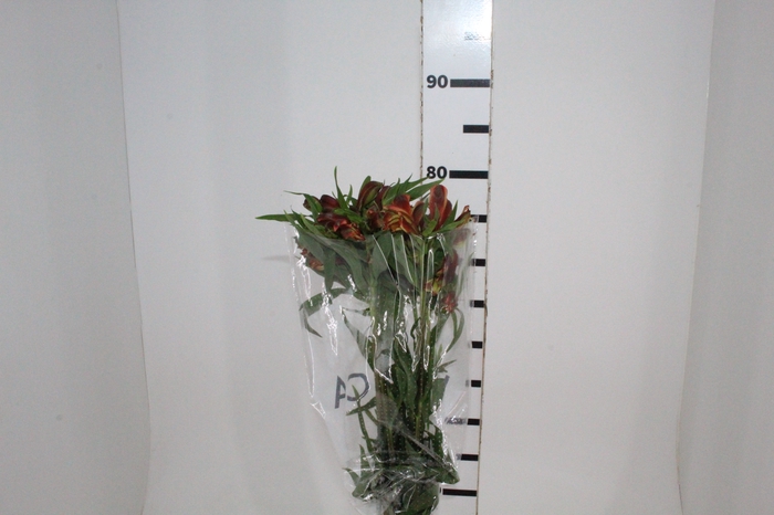 <h4>ALSTROEMERIA CHEERIO 080 CM</h4>