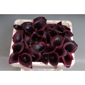 Calla Cantor