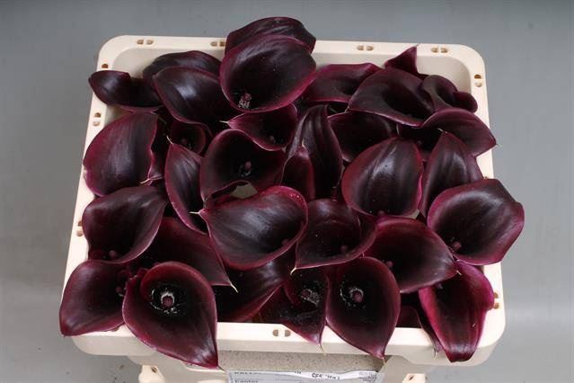 <h4>Calla Cantor</h4>