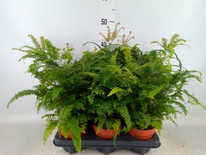 <h4>Adiantum hispi. 'Bronze Venus'</h4>